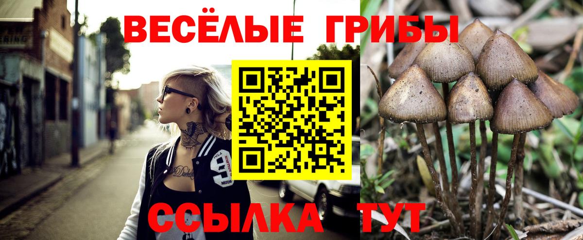 Псилоцибиновые грибы мицелий Пятигорск